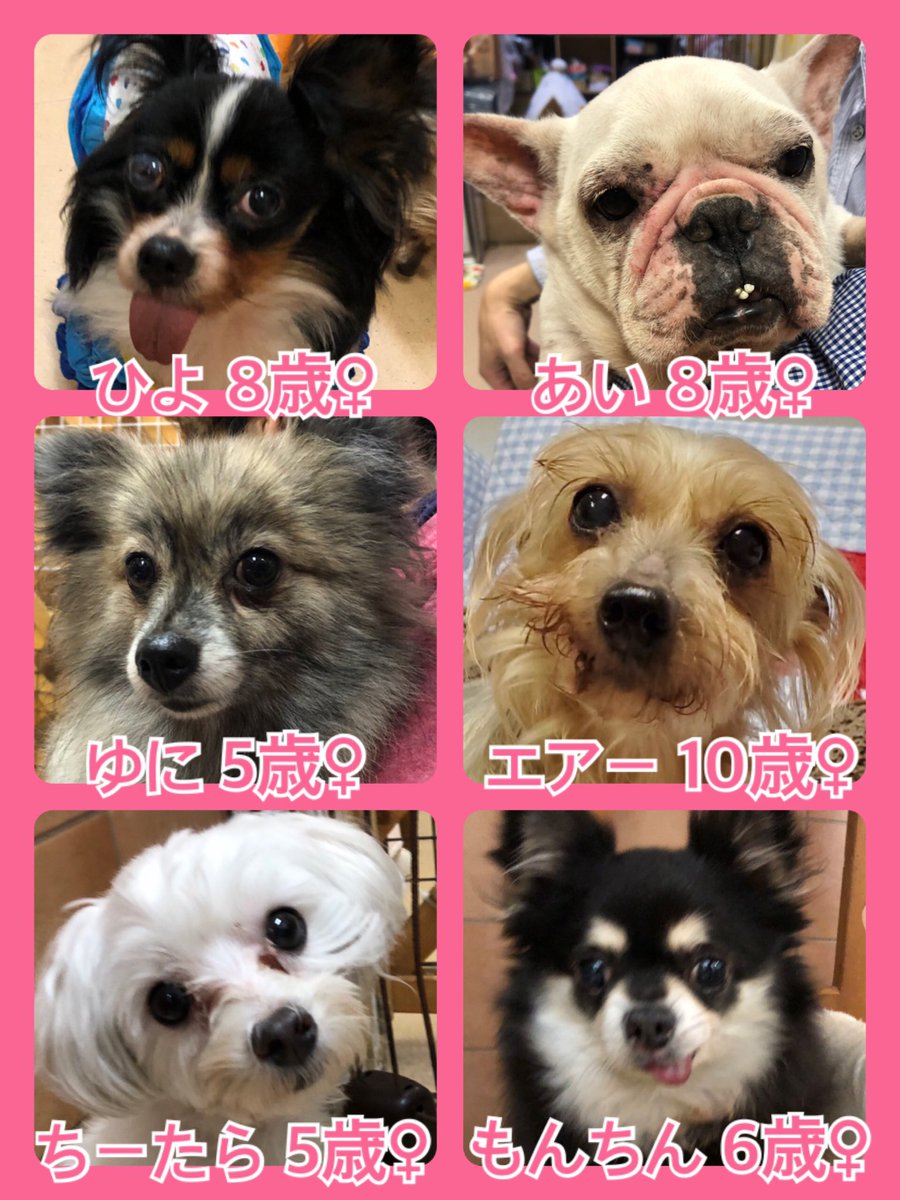 🐾今日の里親様募集中ワンコ🐶メンバーです🐾2020,4,25